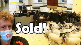 WE TAKE OUR BREEDING SHEEP TO MARKET  |  Will we get a good price?