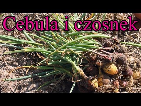 Ogrodowe pierdamony 12 - cebula i czosnek