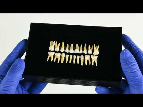 iDENTical Individual Deciduous Model Teeth - Set of 20 M7020