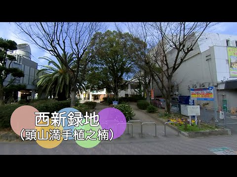 Um espaço verde com grandes árvores de cânfora [Novo espaço verde oeste (Touyama Mante Uenokusu)]