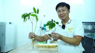 Cách phân biệt rõ rệt nhất Sâm Ngọc Linh, Sâm Lai Châu và Tam Thất hoang