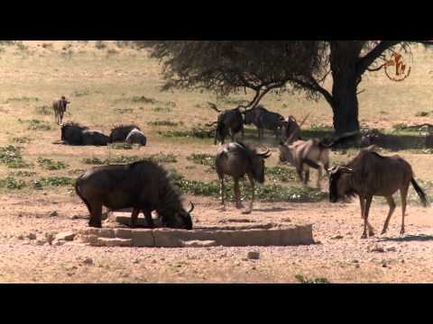 Namibia erleben / Teil 40 / Kgalagadi Transfrontier Park