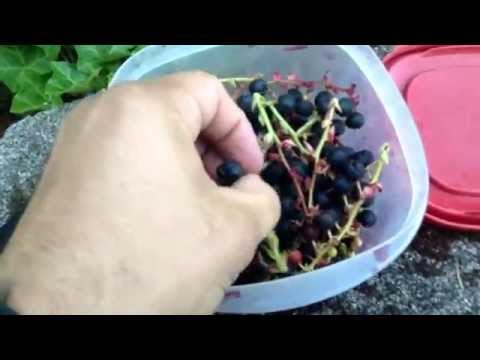 download lagu mp3 mp4 When Are Salal Berries Ripe, download lagu When Are Salal Berries Ripe gratis, unduh video klip When Are Salal Berries Ripe