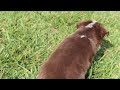 Miniature Australian Shepherd dogs for sale: Rudolph - Video 1