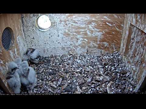 Kestrel Nestlings Devour Bird Prey, Take Turns Trying to Swallow Leg – June 6, 2019