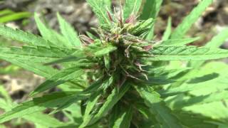 Jamaica 2014 Ganja Field Tour