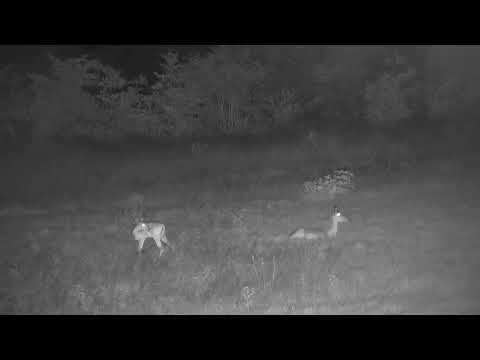 Djuma: Impala female and lamb resting on Open Area - 01:12 - 01/15/2023