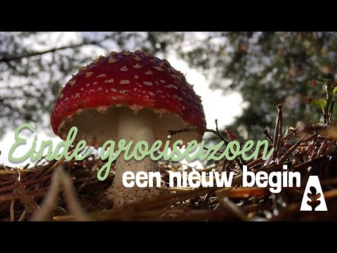 Urban Gardening - End of the Growing Season - A New Beginning