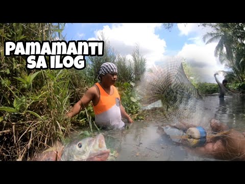 Pamamanti sa ilog sa gilid ng Palayan:Team Kadapa Vlog