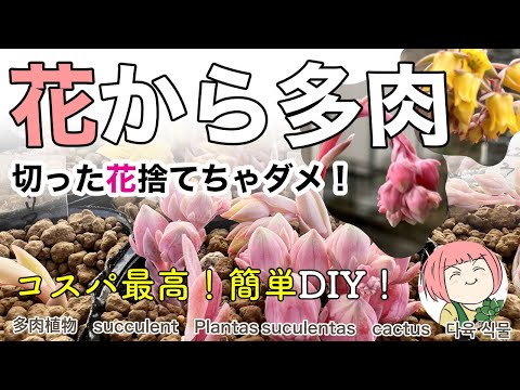 赤い拍車の花 植物