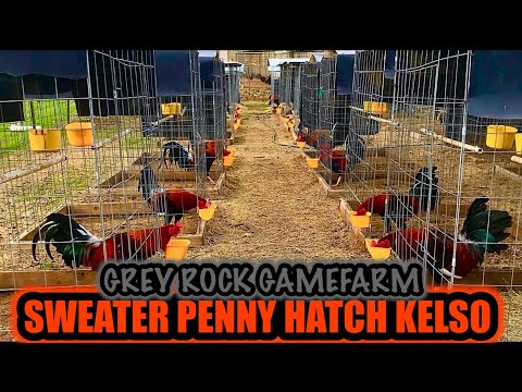 Sweater Penny Hatch Kelso ~ GREY ROCK GAMEFARM