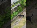 Dog Vs Snake Rottweiler DOG Fight Snake Vs Dog Snake Fight