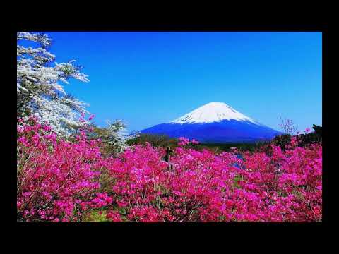 Yung Prajna - VVS ani Kohinoor