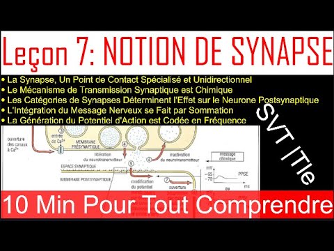 La Synapse : Mécanisme, Types et Rôle dans la Communication Nerveuse | Cours Complet Terminale