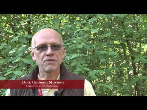 Di che è possibile coprire posti di pigmentary Leliminazione di un pigmentary posiziona il laser video