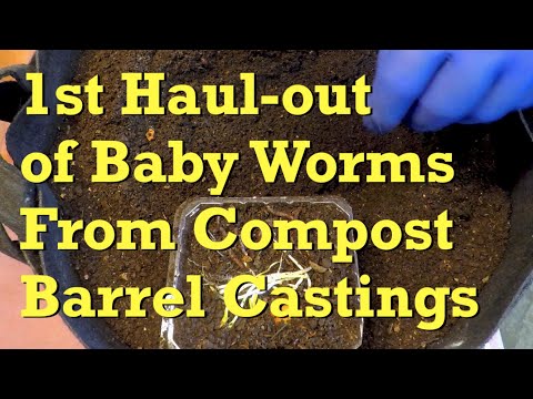 Baby worm haul-out #1, after 28 days, from cocoon nursery bait box - vermicompost