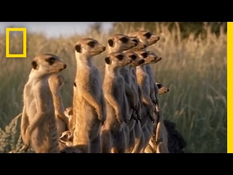 Meerkats vs. Puff Adder | National Geographic