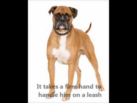 Boxer