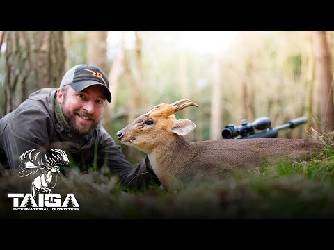 Muntjac & Chinese Water Deer Combo hunt in England