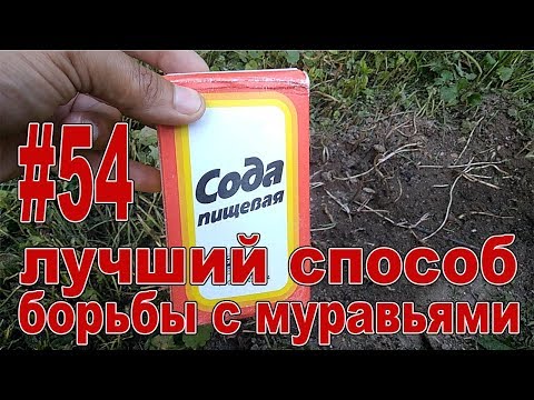 #54 САМЫЙ ЛУЧШИЙ И ПРОСТОЙ СПОСОБ БОРЬБЫ С МУРАВЬЯМИ!!! Как избавиться от муравьев!