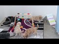 Cavapoo dogs for sale: Cooper - Video 1