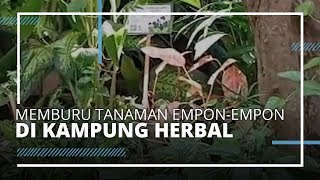 VIDEO TRAVEL | Memburu Bibit Tanaman Empon-empon di Kampung Herbal Surabaya