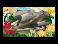 Ameizinwel Pelicanos