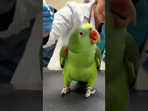 Larry the Parrot Faces the Dreaded Vet Needle 😂 | “I’m a Dragon, Not a Chicken!” 🦜🔥