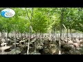 Quality Landscape Plant Material From Ocean Wholesale Nursery
