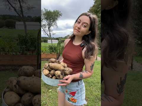 Grow Potatoes You Don’t Have To Dig Up 🥔👀 #gardening #diygardening #growyourownfood  #growyourown