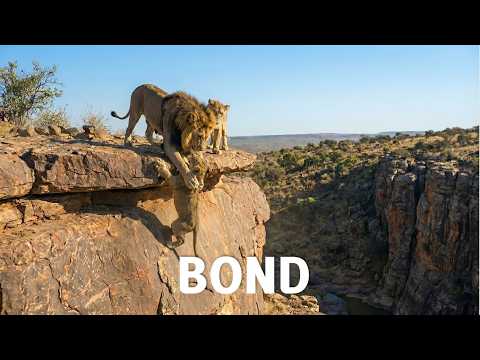 A Lion Cub Barely Hanging On at the Edge of a Cliff. What Happens Next Will Shock You!!