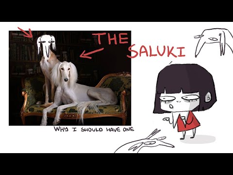 why the saluki is the only respectable dog breed.