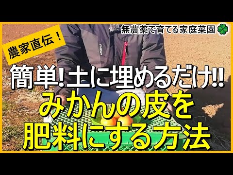 天然肥料としてバナナの皮を好む植物はどれですか?  庭園