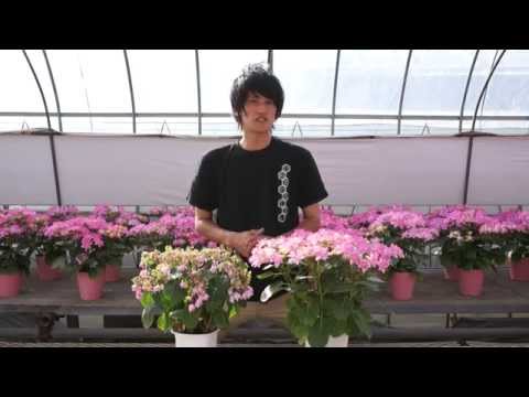 冬にはアジサイに水やりをするべきですか？避けるべき間違い  庭園