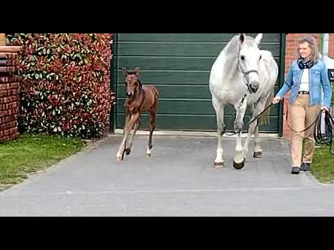 Hamann, Fürst Jazz Rotspon Wilawander xx