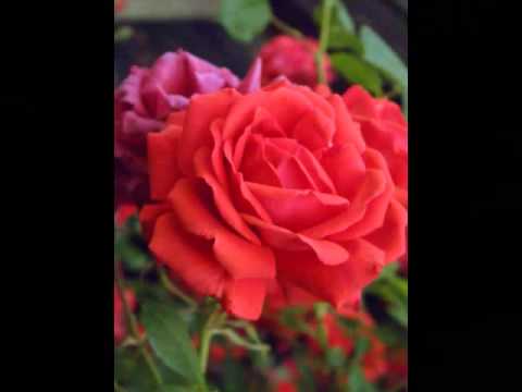 Tangueando te quiero