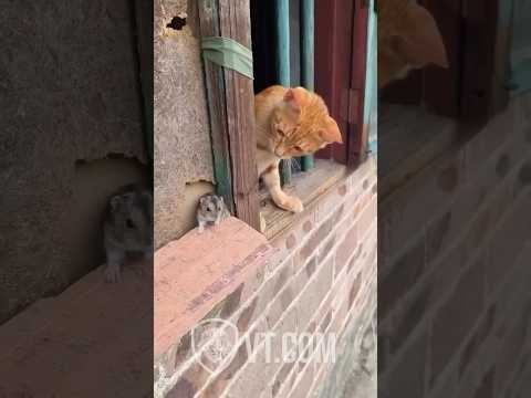 Cat Tries to Catch Mouse But What Happens Next? 🐱😱