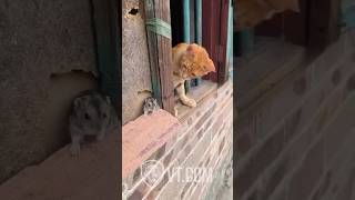 Cat Tries to Catch Mouse But What Happens Next? 🐱😱