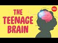 What Sex Ed Doesn T Tell You About Your Brain Shannon Odell
