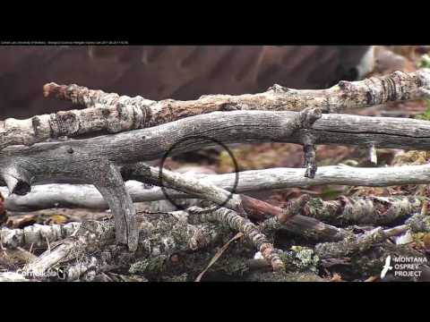 Egg #1 Laid By Iris on Hellgate Osprey Cam! (Edited) — April 26, 2017
