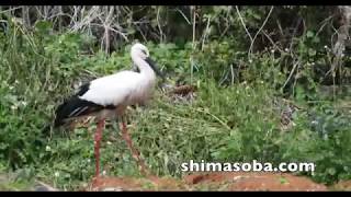 沖縄にコウノトリがやって来た(動画あり)