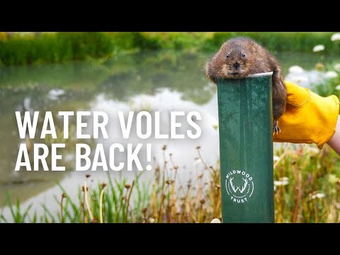WATER VOLES RETURN TO SURREY! Reversing nearly 20 years of local extinction.