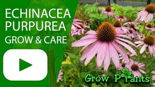 Echinacea purpurea - grow & care (Purple Coneflower)