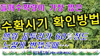 들깨수확시기-들깨수확 가장많이 할 수 있는 수확시기