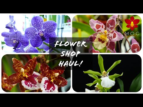 Look what I found at the flower shop! 😱 Awesome Orchid Haul!