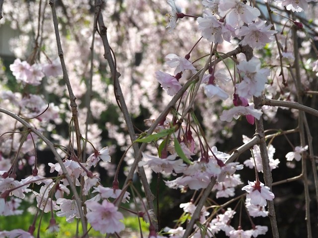2026年【角館の桜】開花状況　4月23日八重紅シダレ