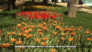 Ekopazar 31 Mayıs 2015   İstanbul Ağaç ve Peyzaj AŞ