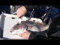 How to dispatch and bleed fish | Ikijime Method