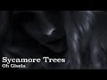 Oh Gisela Sycamore Trees Jimmy Scott Cover Music Angelo Badalamenti Lyrics David Lynch