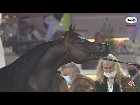 N 172 BADIEA AL NASSER   Katara International Arabian Horse Festival   Stallions 4 6 Years Old Class